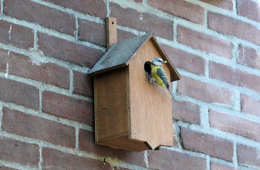 Bird Box