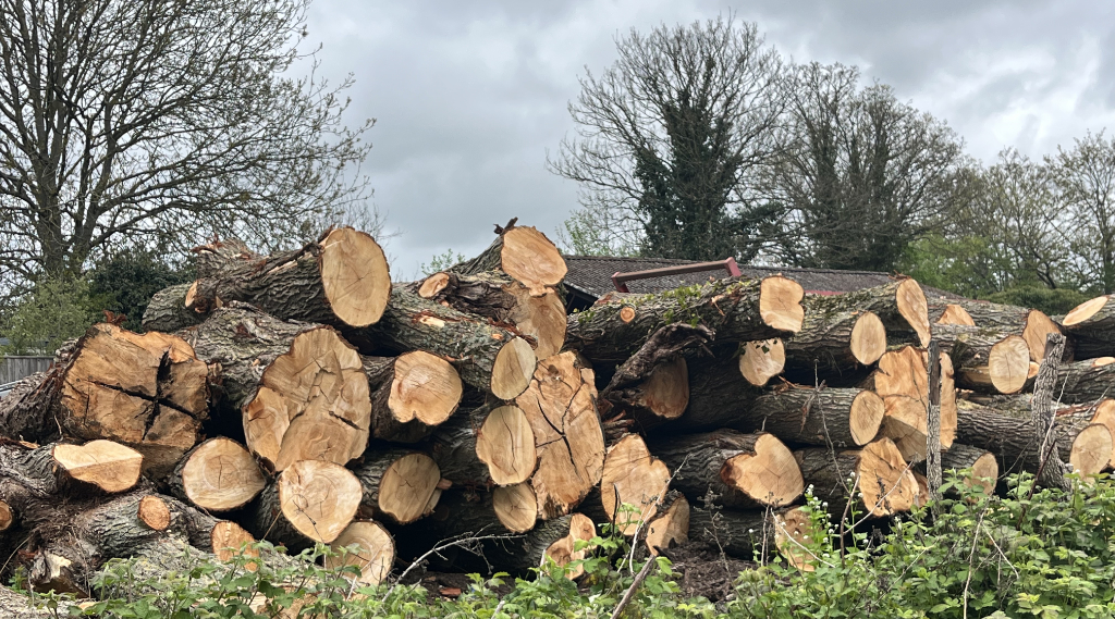 Felled willow trees